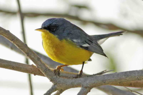 Pitiayumí/Tropical Parula