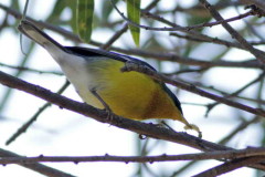 Pitiayumí/Tropical Parula