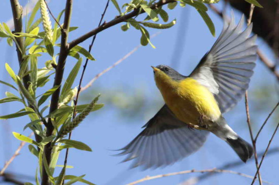 Pitiayumí/Tropical Parula