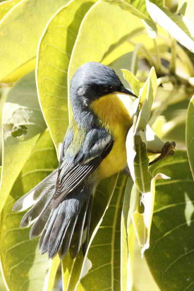 Pitiayumí/Tropical Parula