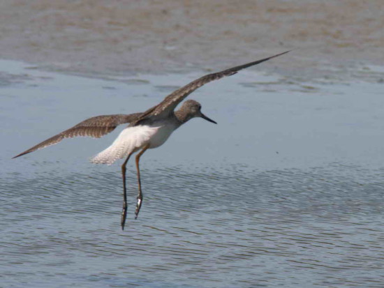 Pitotoy grande/Greater Yellowlegs