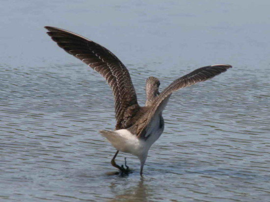 Pitotoy grande/Greater Yellowlegs