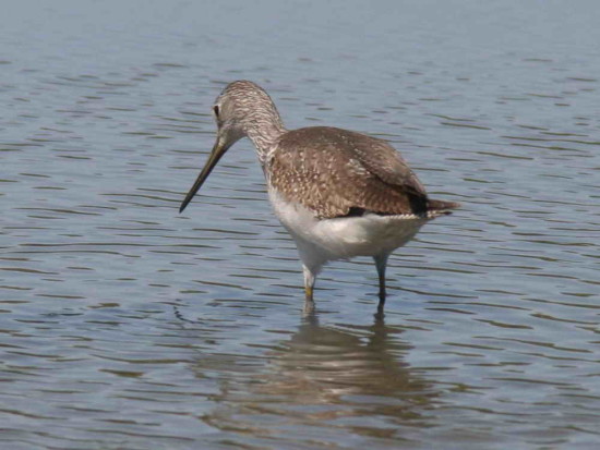 Pitotoy grande/Greater Yellowlegs