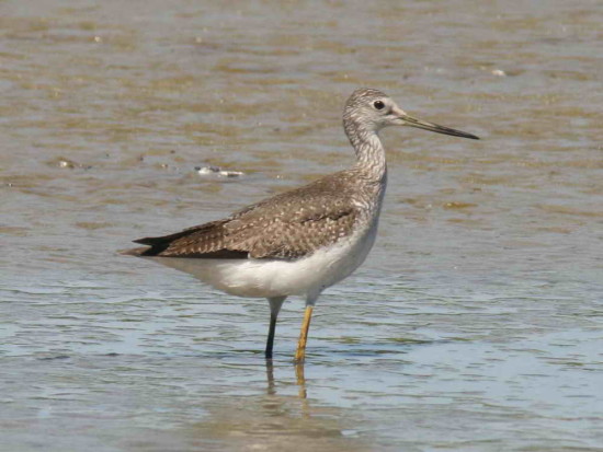 Pitotoy grande/Greater Yellowlegs