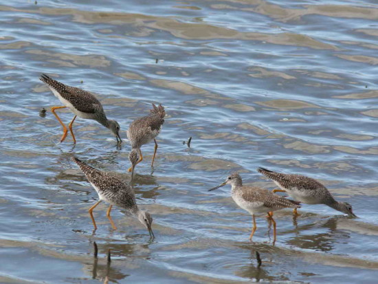 Pitotoy grande/Greater Yellowlegs