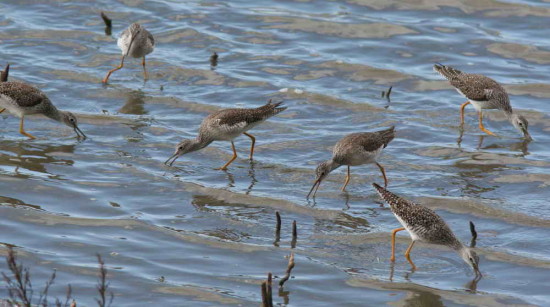 Pitotoy grande/Greater Yellowlegs