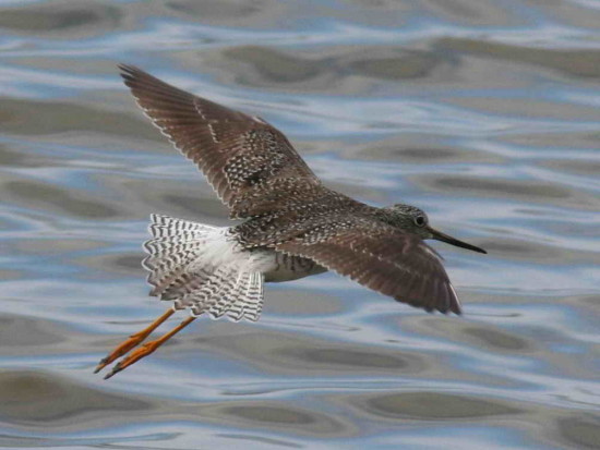 Pitotoy grande/Greater Yellowlegs