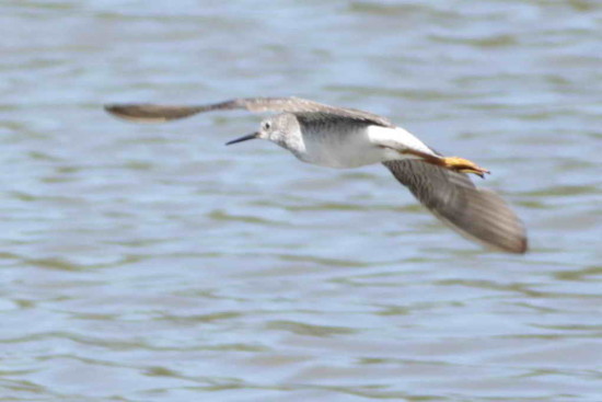 Pitotoy chico/Lesser Yellowlegs