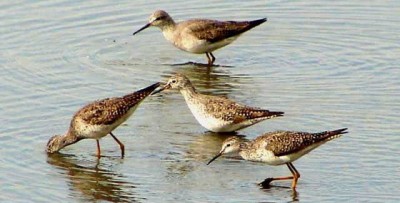 Pitotoy chico/Lesser Yellowlegs