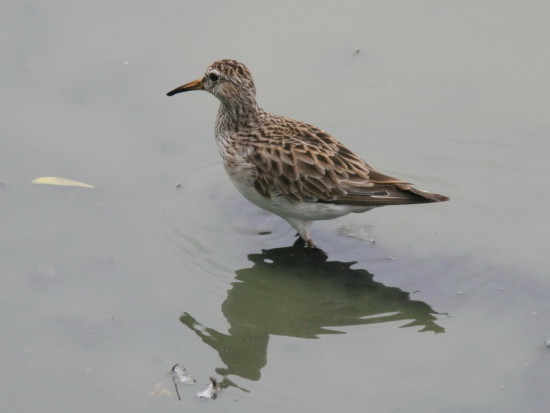 Playerito pectoral/Pectoral Sandpiper