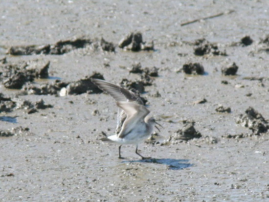 Playerito rabadilla blanca/White-rumped Sandpiper