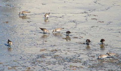 Playerito rabadilla blanca/White-rumped Sandpiper