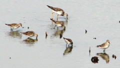 Playerito rabadilla blanca/White-rumped Sandpiper