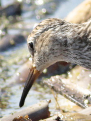 Playerito pectoral/Pectoral Sandpiper