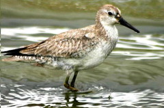 Playero rojizo/Red Knot