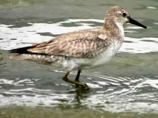 Playero rojizo/Red Knot