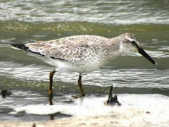 Playero rojizo/Red Knot