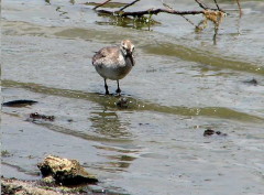 Playero rojizo/Red Knot