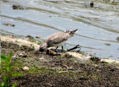 Playero rojizo/Red Knot