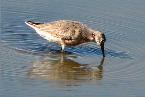 Playero rojizo/Red Knot