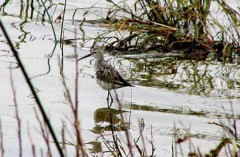 Playero zancudo/Stilt Sandpiper