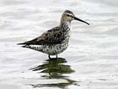 Playero zancudo/Stilt Sandpiper