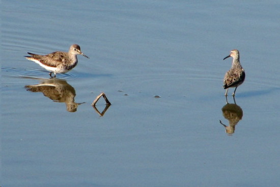 Playero zancudo/Stilt Sandpiper