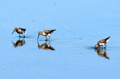 Playero zancudo/Stilt Sandpiper