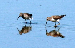 Playero zancudo/Stilt Sandpiper