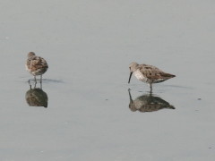 Playero zancudo/Stilt Sandpiper