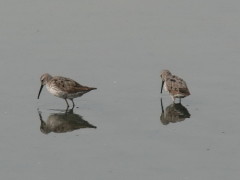 Playero zancudo/Stilt Sandpiper