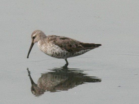 Playero zancudo/Stilt Sandpiper