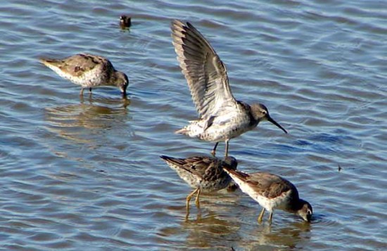 Playero zancudo/Stilt Sandpiper