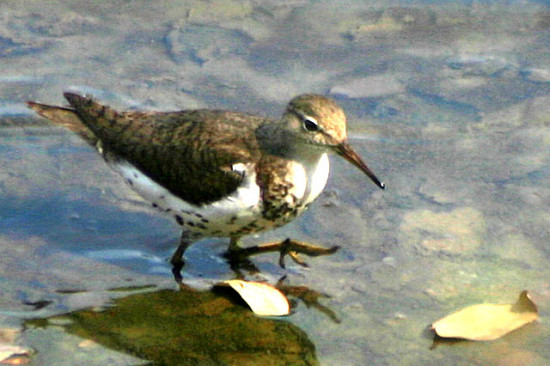 Playerito manchado/Spotted Sandpiper