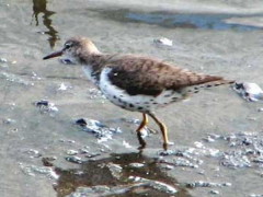 Playerito manchado/Spotted Sandpiper