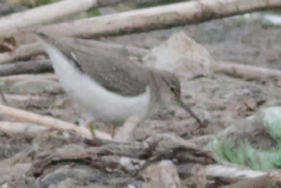 Playerito manchado/Spotted Sandpiper