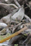 Playerito manchado/Spotted Sandpiper