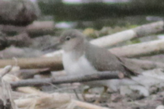 Playerito manchado/Spotted Sandpiper