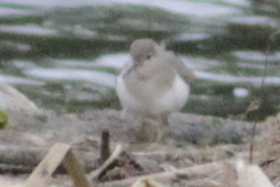 Playerito manchado/Spotted Sandpiper