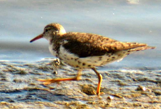 Playerito manchado/Spotted Sandpiper