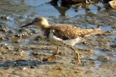 Playerito manchado/Spotted Sandpiper