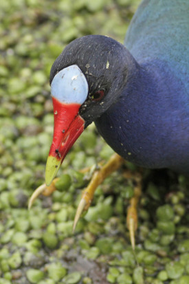 Pollona azul/Purple Gallinule