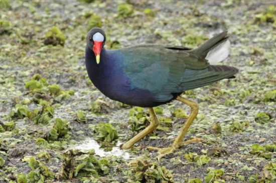 Pollona azul/Purple Gallinule