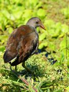 Pollona negra/Common Gallinule