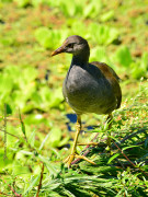 Pollona negra/Common Gallinule