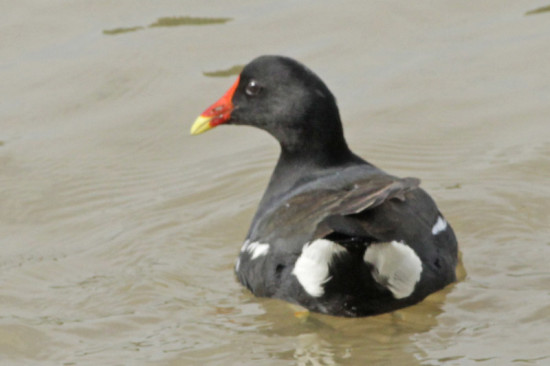 Pollona negra/Common Gallinule