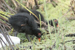 Pollona negra/Common Gallinule