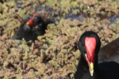 Pollona negra/Common Gallinule