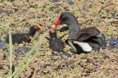 Pollona negra/Common Gallinule