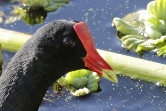 Pollona negra/Common Gallinule